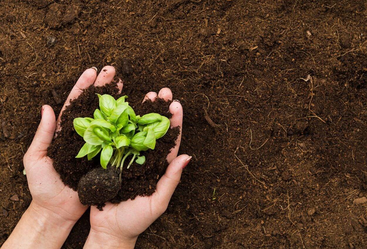 Biofertilizantes